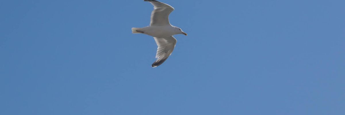 Wide shot of a clean, minimalist space for exercise and focus.